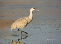Sandhill-Crane;Crane;Grus-canadensis;One;one-animal;avifauna;bird;birds;feather;
